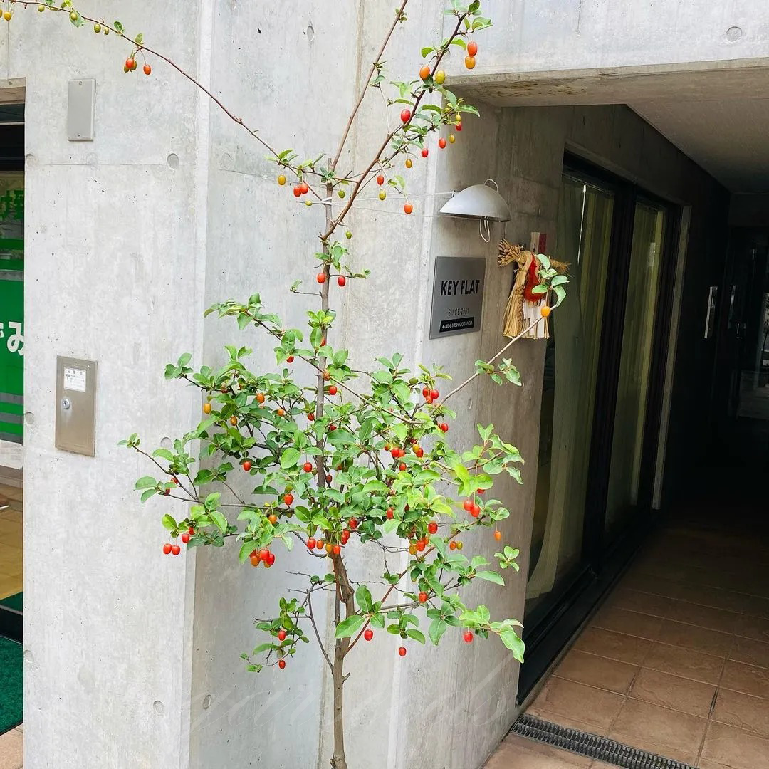 Che Fruit Seeds🎈Exotic and Nutritious