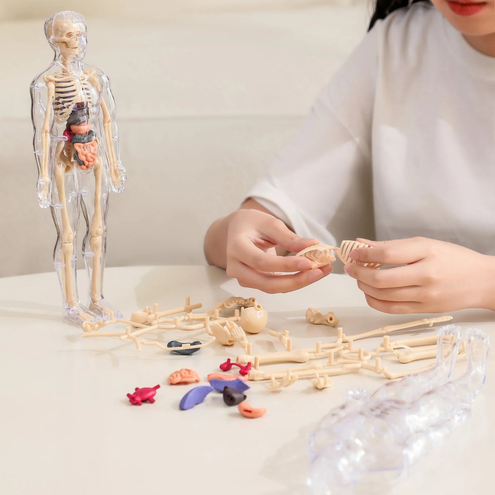 Clear Human Body Structure Model – mamymarket.com