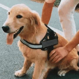 mamymarket™-Anti Choke Dog Harness