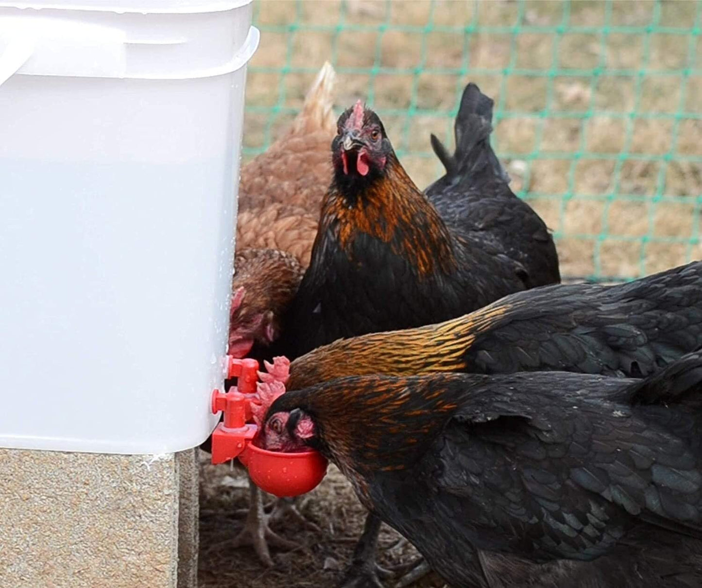 Automatic Chicken Water Cup Bird Coop