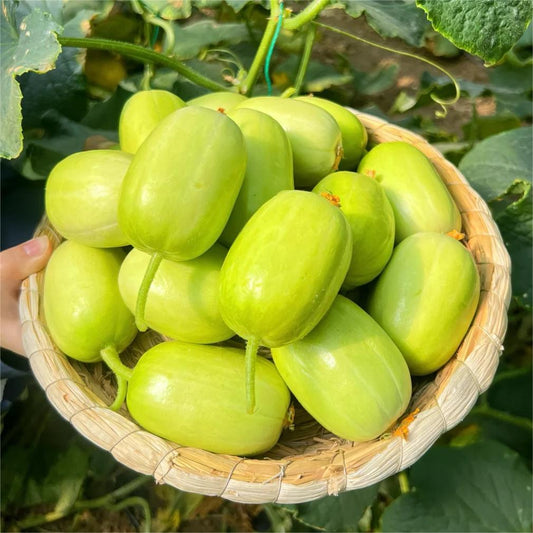 🥒Jade Maiden Cucumber – sweet, crunchy and refreshing