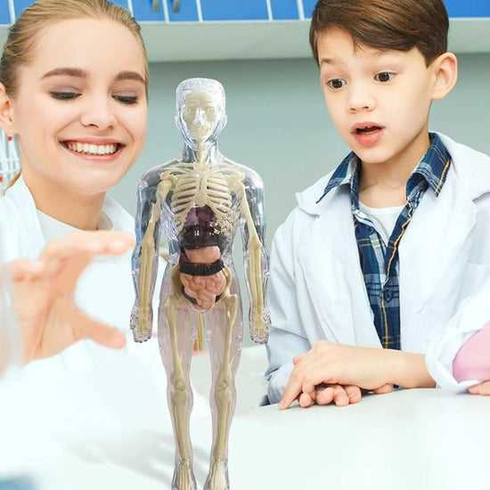 Clear Human Body Structure Model – mamymarket.com
