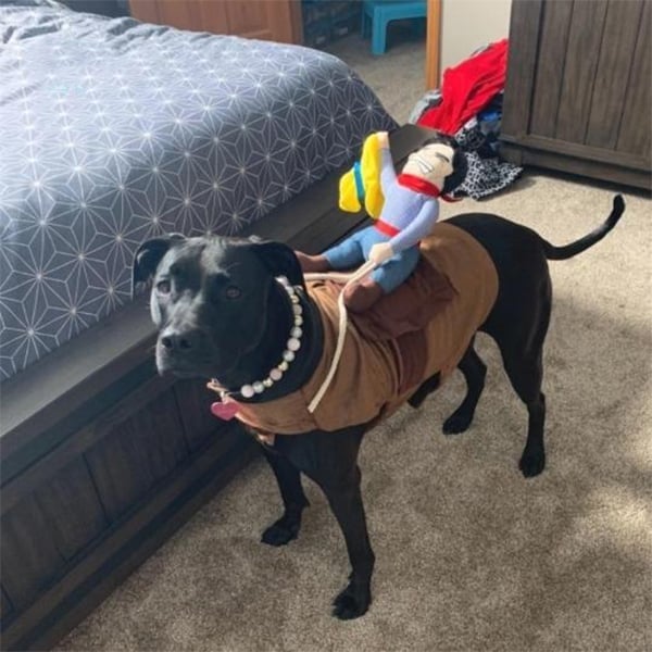 mamymarket™-The Cowboy Rider Dog Costume