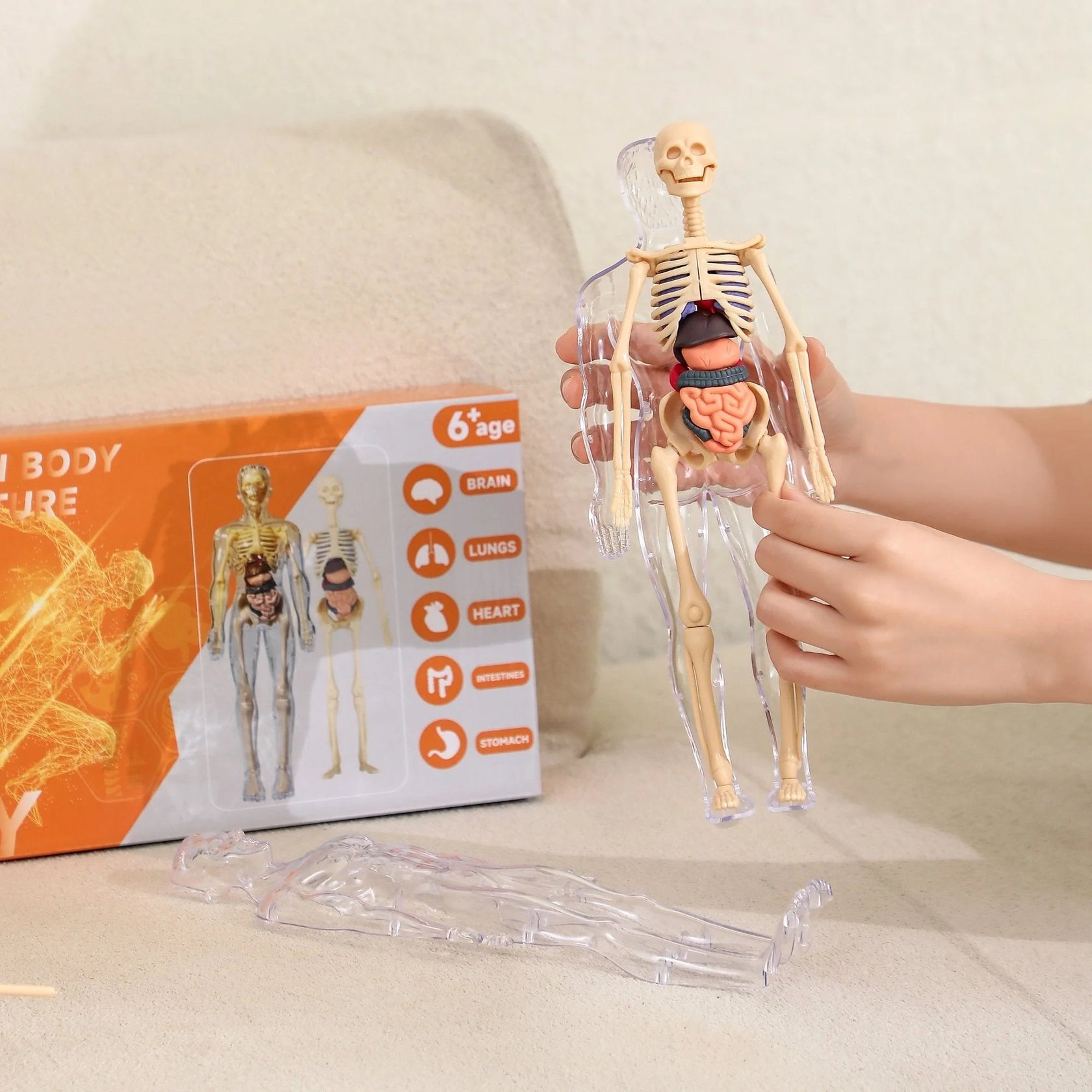 Clear Human Body Structure Model – mamymarket.com
