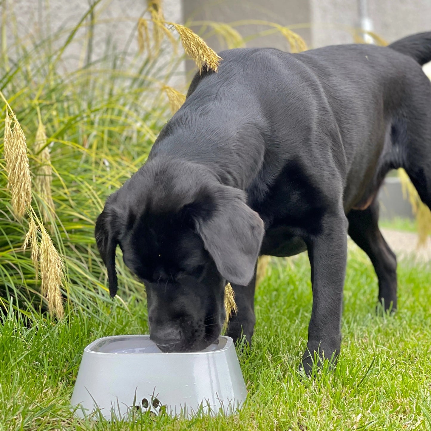 mamymarket™-Dry Bowl Dog Drinking