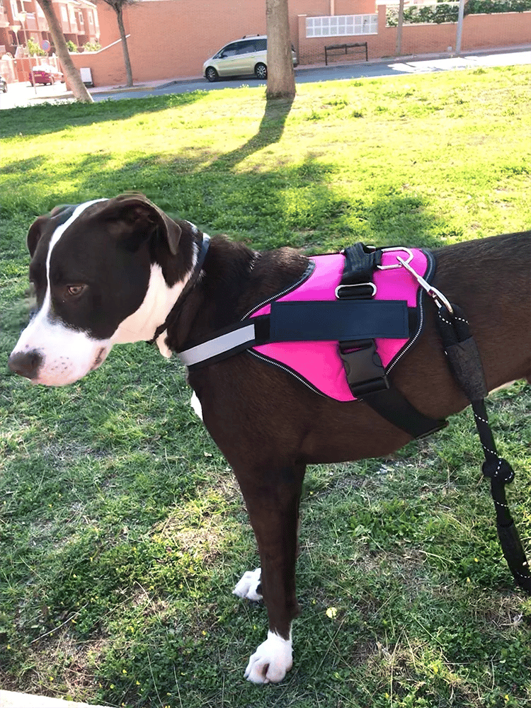 mamymarket™-Anti Choke Dog Harness