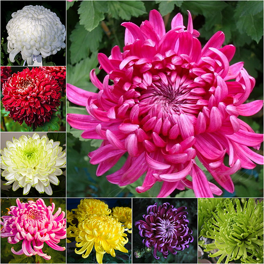 🌺The Flower of Elegance🌼Giant Chrysanthemum Seeds