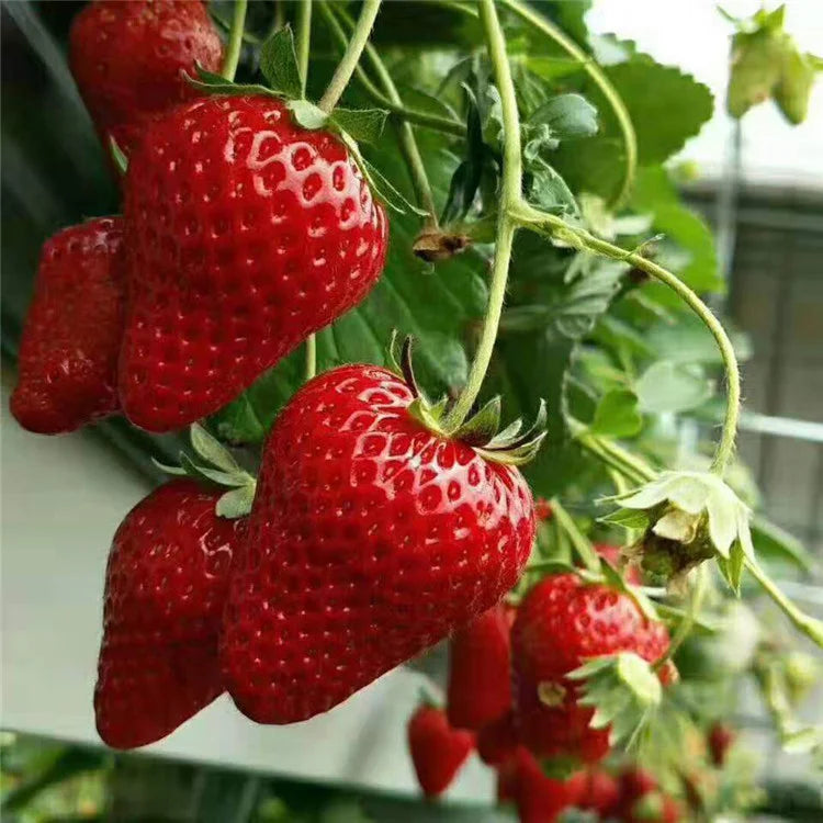 Last Day 70% OFF-  🍓Four Seasons giant strawberry cream seeds- 100% Germination