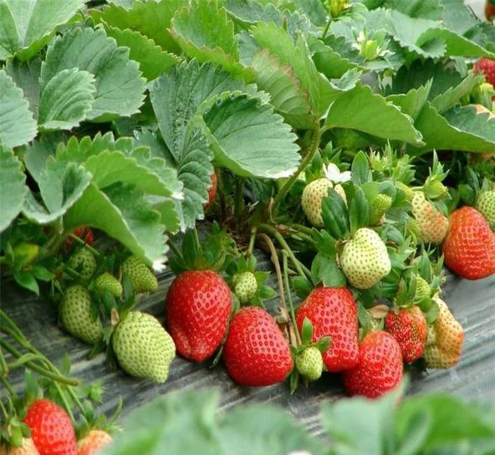 Last Day 70% OFF-  🍓Four Seasons giant strawberry cream seeds- 100% Germination