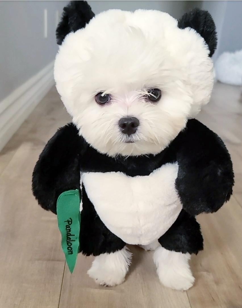 mamymarket™-Pandaloon Dog and Pet Costume Set