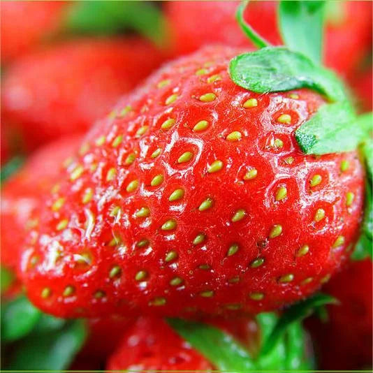 Last Day 70% OFF-  🍓Four Seasons giant strawberry cream seeds- 100% Germination