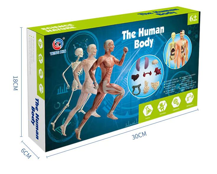 Clear Human Body Structure Model