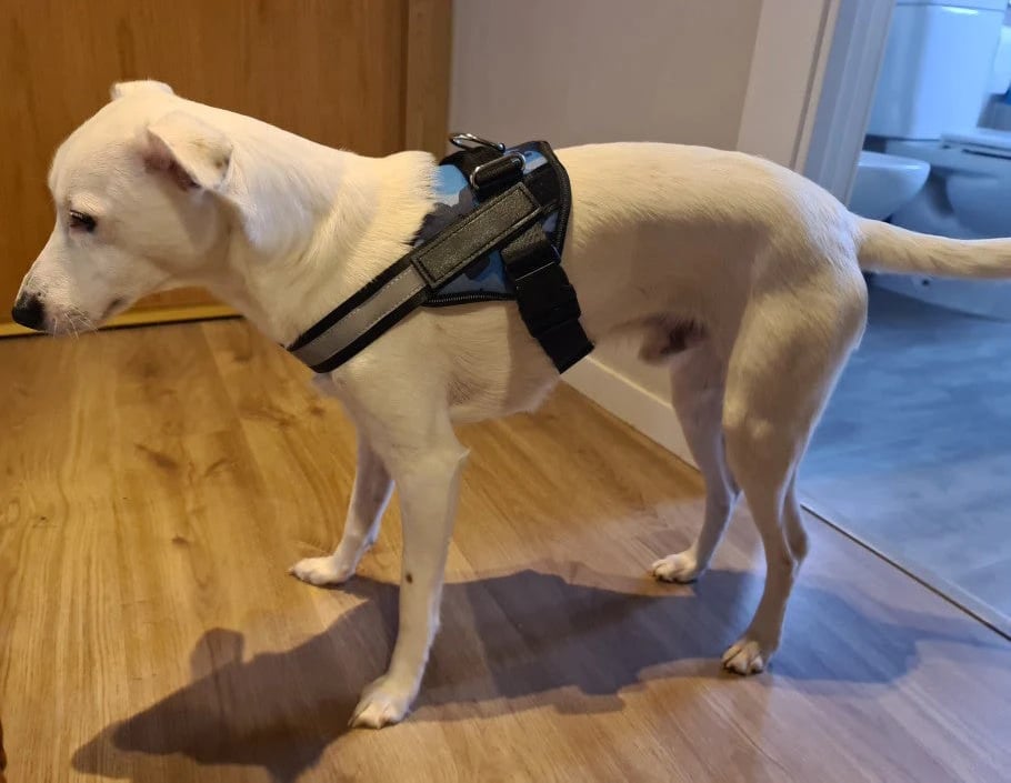 mamymarket™-Anti Choke Dog Harness