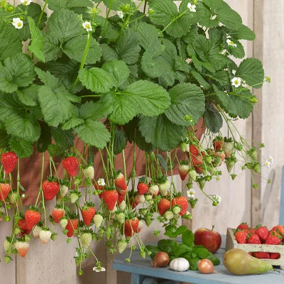 Last Day 70% OFF-  🍓Four Seasons giant strawberry cream seeds- 100% Germination