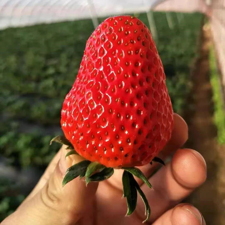 Last Day 70% OFF-  🍓Four Seasons giant strawberry cream seeds- 100% Germination